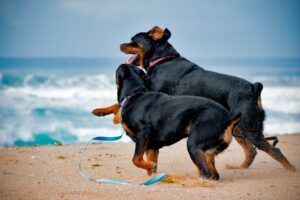 Rottweiler Behavior During Heat, How a male Rottweiler detects a pregnant female